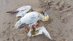 Plasty neničia životy len zvieratám: Už sú aj v našom tele, ubrániť sa im, je takmer nemožné