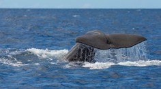 Unikátna snímka. Prekvapí vás, v akej polohe spia tieto veľryby