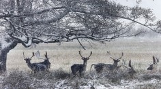 Nemecko: S príchodom sneženia hlásia problémy v doprave, dvoch mŕtvych