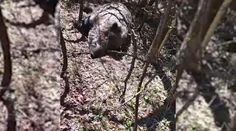 Diviaky už dokážu žiť s vírusom dlhšie a nakaziť celé čriedy. Africký mor znova útočí
