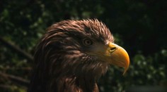 Bez riadených záplav by zanikol. Kráľom unikátneho ekosystému v srdci Podunajskej nížiny je náš najväčší dravý vták