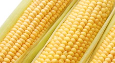Pestovatelia kukurice sa obávajú, že prídu o veľkú zákazku