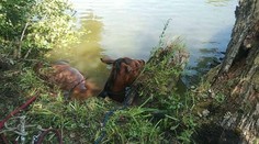 Záchranná akcia v Mostovej: Hasiči z Galanty ratovali koňa, ktorý spadol do rieky