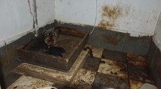 Šteniatka množila nelegálne a v otrasných podmienkach, žene hrozia až tri roky za mrežami