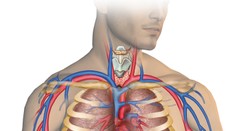 Vedci hovoria o objavení nového ľudského orgánu, má byť najväčší v našom tele