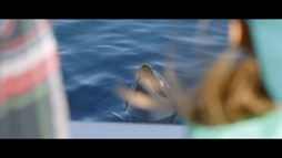 Môj kamarát delfín 2