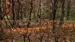 5. epizóda - Mŕtva zo Schönbrunnu