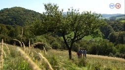 4. epizóda - Diviak