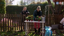 35. epizóda - Halloween