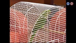 11. epizóda - Žiguli