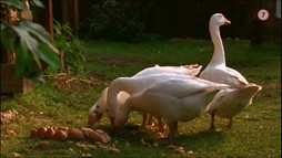 Rozprávky bratov Grimmovcov: Perinbaba