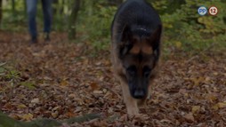 11. epizóda - Nemé výkriky