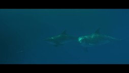 Môj kamarát delfín