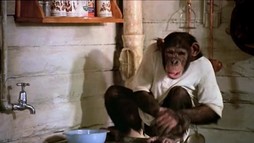 Hrochy v Afrike - trailer