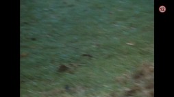 Pásla kone na betóne