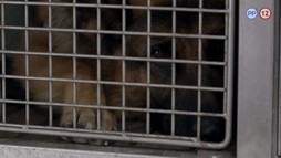 1. epizóda - Smrť s výhľadom