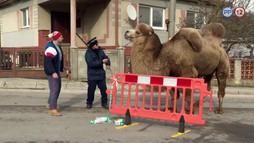 13. epizóda - Angelika