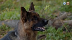 13. epizóda - Vražedná jeseň