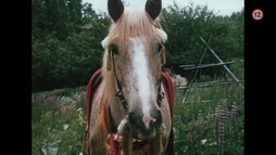 Pohádka o Malíčkovi