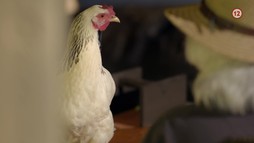 Nechte zpívat Mišíka