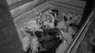 Hororová noc na Farme