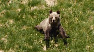 Problém s medveďmi narastá: Situácia je čoraz vážnejšia