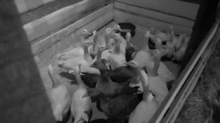 Hororová noc na Farme