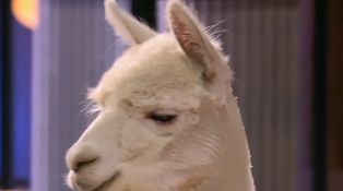 Najrozkošnejší súťažiaci v šou doteraz? Pritúliť sa k nim chceli takmer všetci