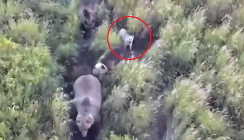 VIDEO: Rodina na Kamčatke nasadila do pátrania po stratenom huskym dron. Keď ho našli, čakalo ich obrovské prekvapenie