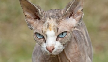 Kúpila si bezsrstú mačku za stovky eur, tej však začala rásť srsť. Vysvetlenie šokuje