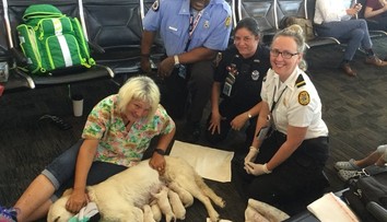 Sučka labradora spôsobila na letisku poriadny rozruch. Porodila tam osem šteniatok