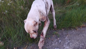 Hrozivý čin pri Piešťanoch. Psa ťahali za autom, pohľad na doráňanú dogu vháňa slzy do očí