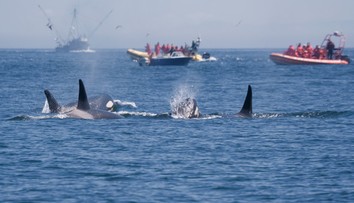 VIDEO: Posádka lode, ktorú napadol húf 30 kosatiek, prežila dve hodiny hrôzy