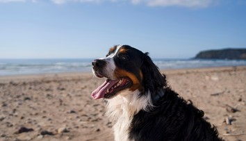 Zdravotné riziká dovoleniek: Veterinárka varuje pred chorobou, ktorá môže byť smrteľná