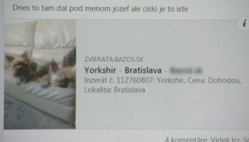 Ľudia sadli na lep podvodníkovi. Zaplatili za šteniatko, no nemajú psa ani peniaze
