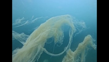 Na severe Jadranu sa vyskytol čudesný morský úkaz. Odborník opísal o čo ide