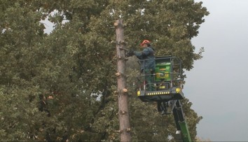 Nemajú kde postaviť autá, no zelene sa vzdať nechcú. Prešovčanom stromy pred domom nahradí parkovisko