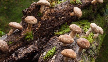 Sú nielen chutné, ale aj zdravé. Konzumácia húb má mnohé benefity