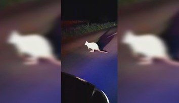 Vodiči pri Trnave takmer onemeli. Cestu im zablokoval klokan