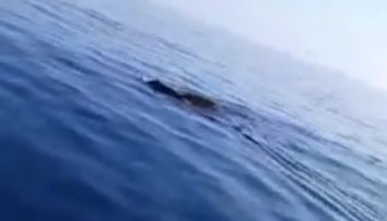 VIDEO: Rybár si myslel, že k nemu plávajú žraloky. Po priblížení sa zostal v nemom úžase