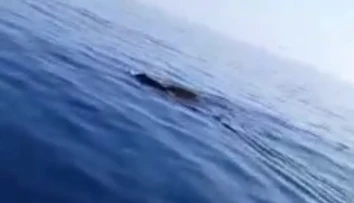 VIDEO: Rybár si myslel, že k nemu plávajú žraloky. Po priblížení sa zostal v nemom úžase