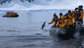 VIDEO: Dramatická scéna z Antarktídy. Tučniak unikol kosatkám skokom na palubu člna