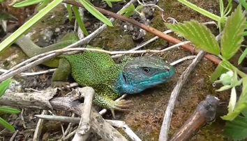 V Kremnických vrchoch sa objavila naša najväčšia a najkrajšia jašterica