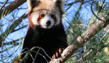 Z francúzskej zoologickej záhrady utiekol ohrozený druh pandy