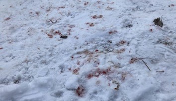 Brutálny útok zo žiarlivosti. V obci Cígeľ napadol muž soka v láske, takmer ho dobil na smrť