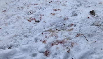 Brutálny útok zo žiarlivosti. V obci Cígeľ napadol muž soka v láske, takmer ho dobil na smrť
