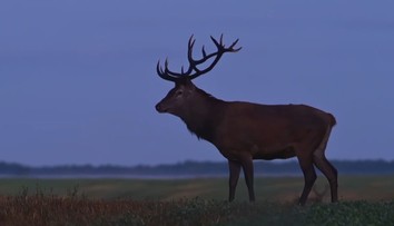 Začalo sa obdobie párenia jeleňov. Na cestách pred nimi treba byť obzvlášť v strehu