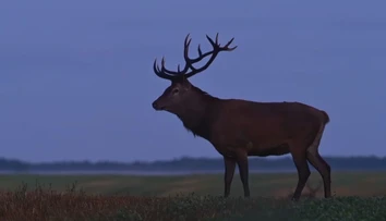 Začalo sa obdobie párenia jeleňov. Na cestách pred nimi treba byť obzvlášť v strehu