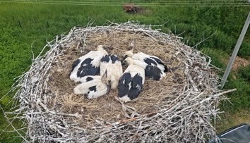 Nazreli sme do bocianích hniezd. Pod Tatrami a na Spiši hovoria o plodnom roku