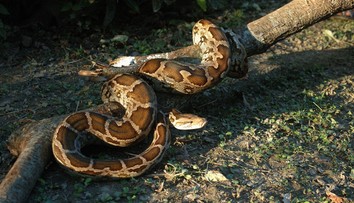 Prípad, z ktorého mrazí. Žena šla kúpiť lieky, skončila v útrobách hada